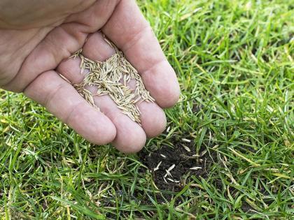 geel gras na de winter