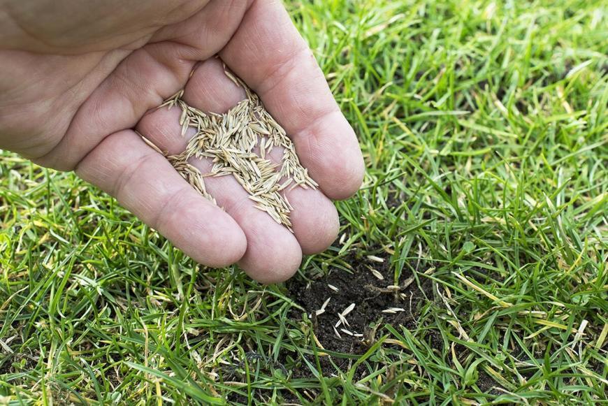 geel gras na de winter