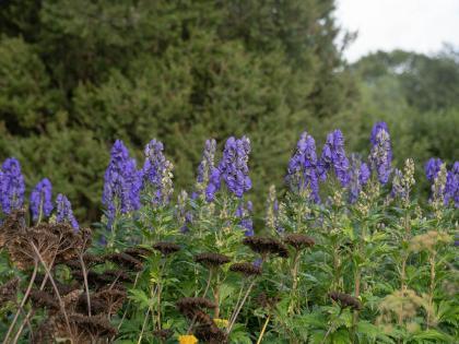 giftige planten