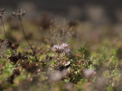 groen dak