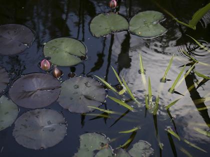 vijverplant planten