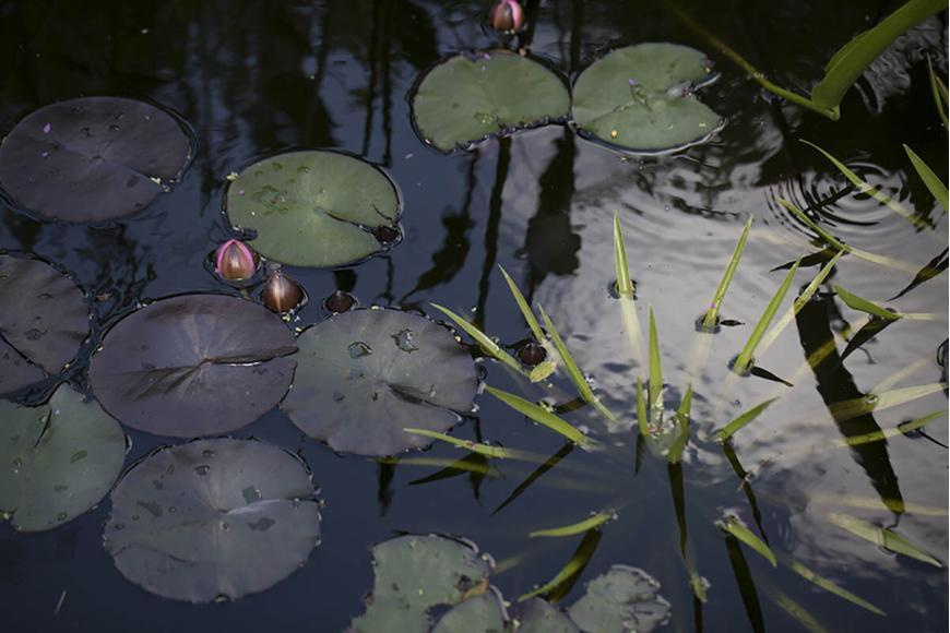 vijverplant planten