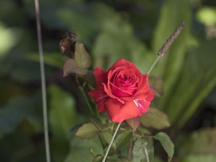 Het is mogelijk om in elk hoekje van de tuin een plant te laten groeien.