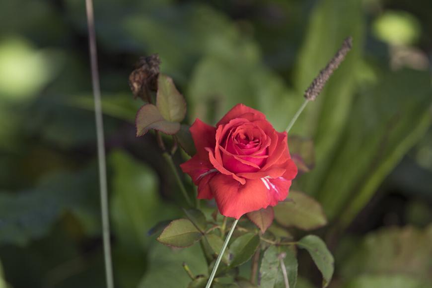 Het is mogelijk om in elk hoekje van de tuin een plant te laten groeien.