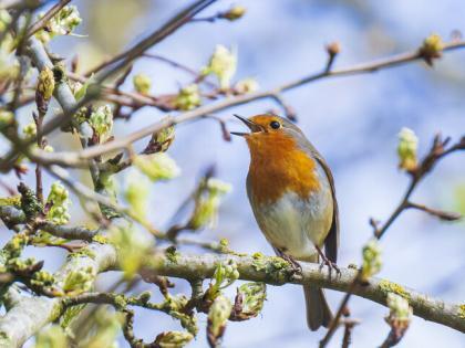 Een paradijs voor vogels