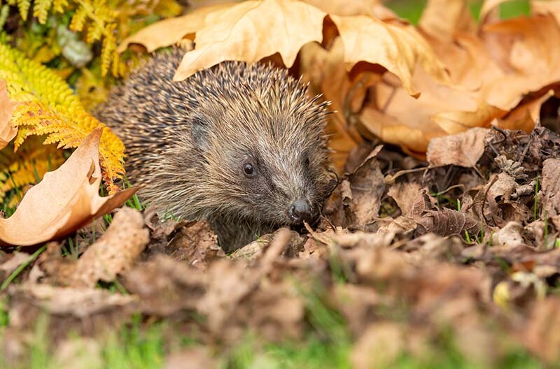 Egels in de tuin: Welkom deze schattige tuinbezoekers! 1 egels in tuin