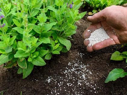 De voordelen van het strooien van kalk in de tuin