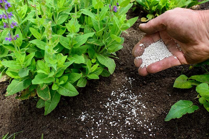 De voordelen van het strooien van kalk in de tuin