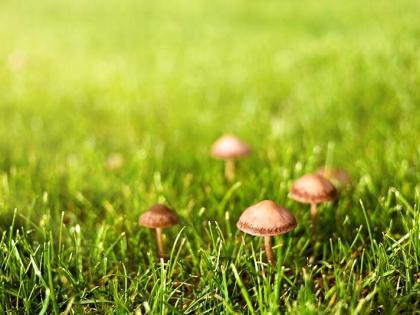 Paddenstoelen bestrijden