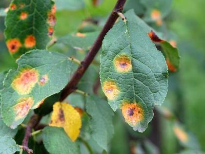 De oorzaak en oplossing van roest op planten