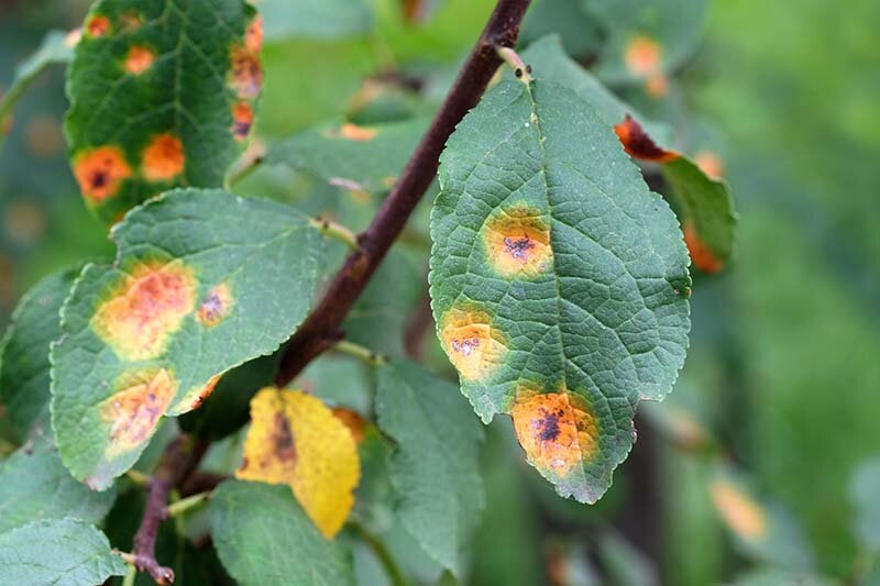 De oorzaak en oplossing van roest op planten
