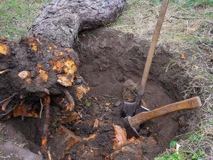 Hoe rotte wortels te voorkomen en te behandelen in de tuin
