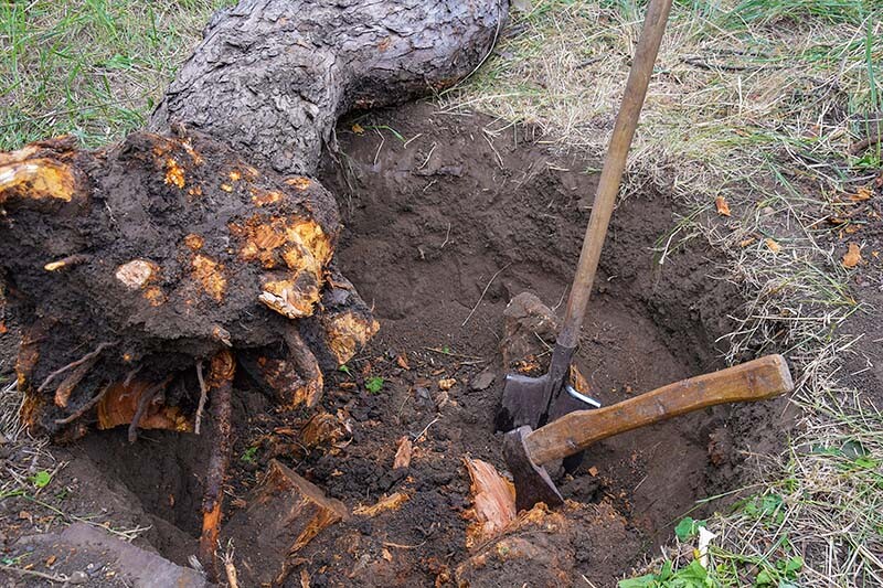Hoe rotte wortels te voorkomen en te behandelen in de tuin