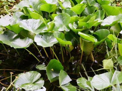 Creëer een adembenemende vijver in jouw tuin