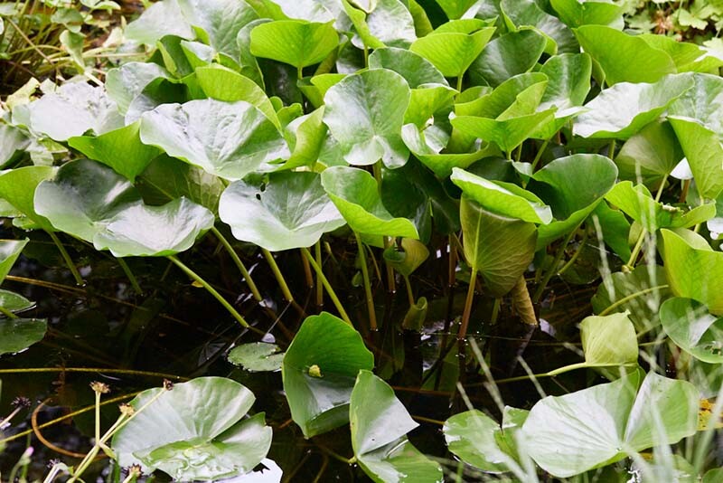 Creëer een adembenemende vijver in jouw tuin