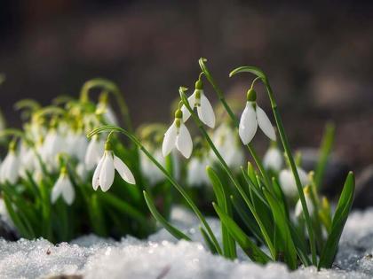 Een kleurrijk welkom voor de lente: vroege vaste planten voor een adembenemende tuin