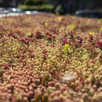 klimaatvriendelijke tuin Utrecht2 ecologische hovenier Utrecht