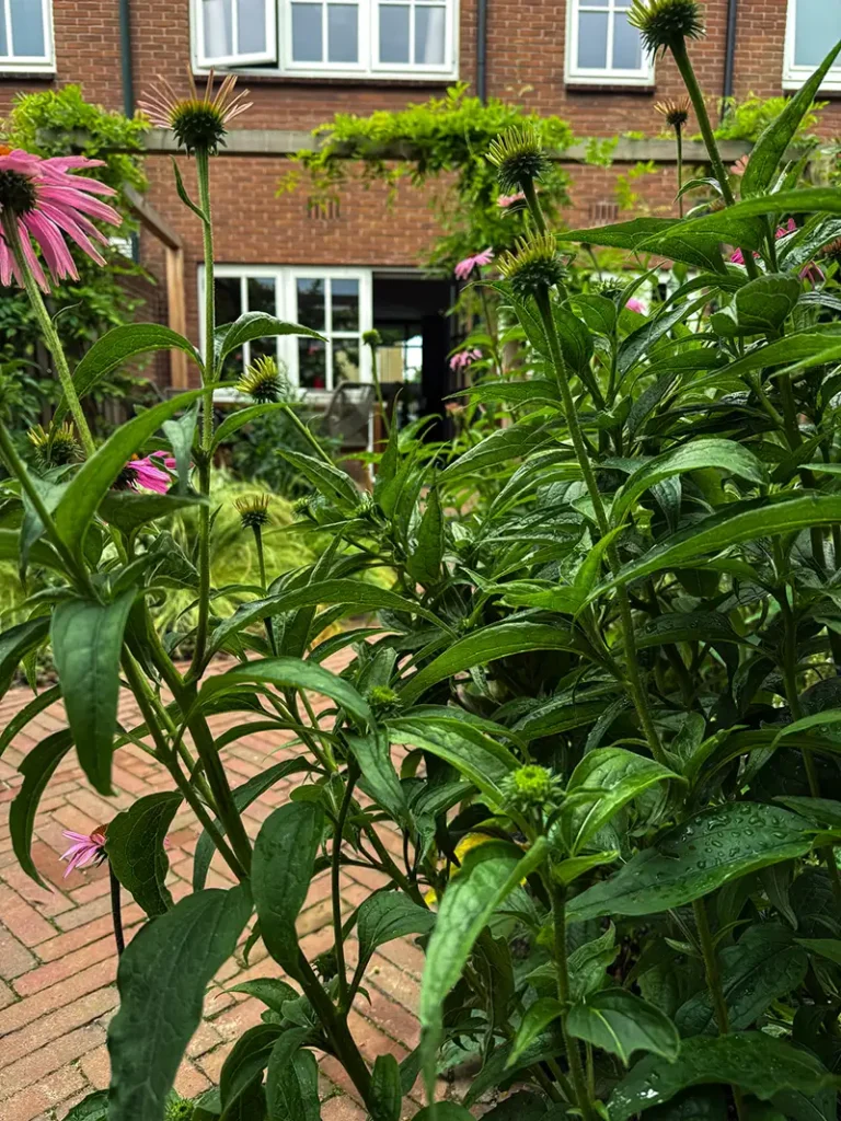 Utrecht Catherina van Renneslaan1