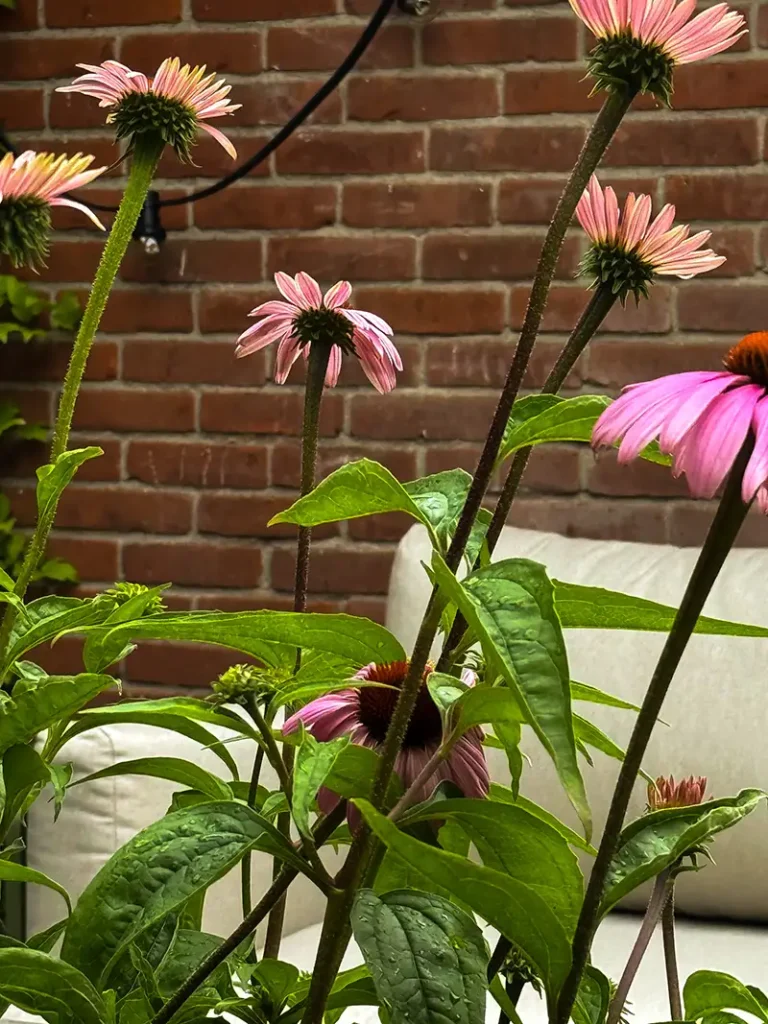 Utrecht Catherina van Renneslaan3