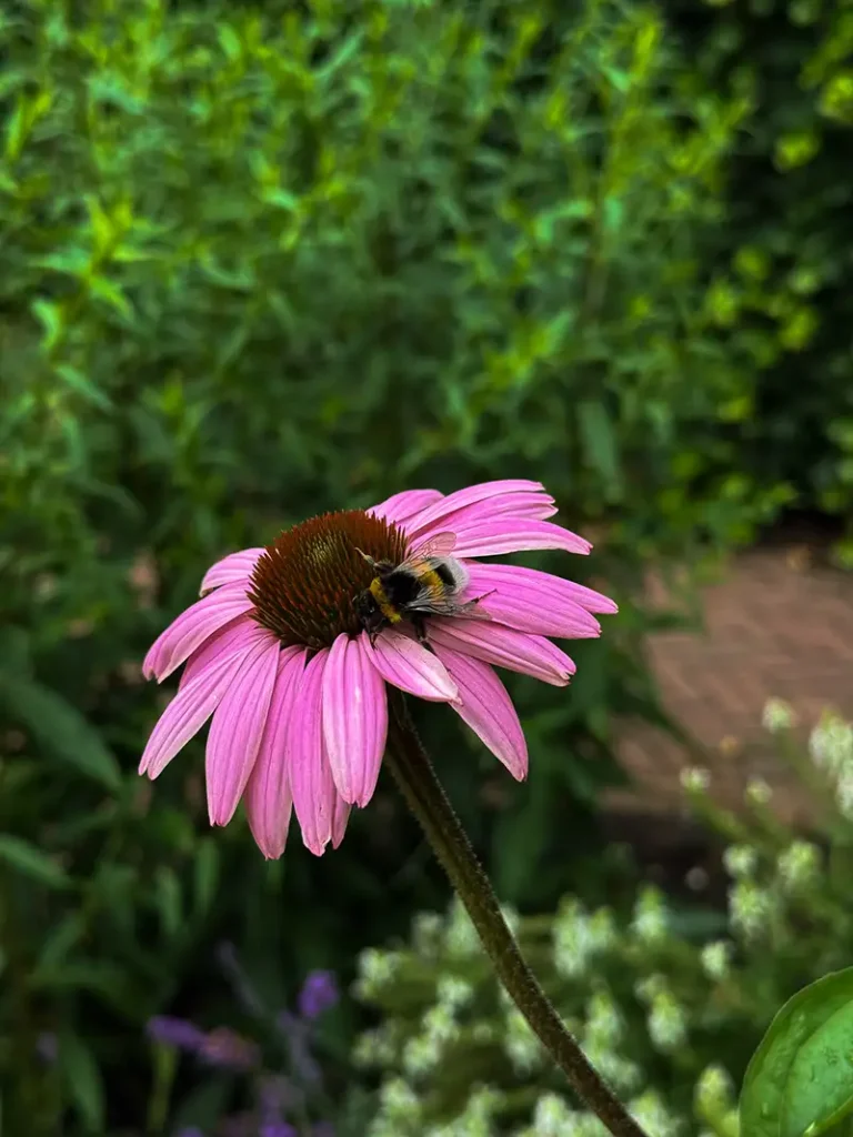 Utrecht Catherina van Renneslaan6